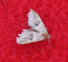 Lepidoptera