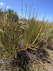 Ephedra californica
