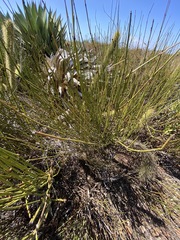 Ephedra californica