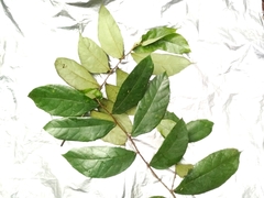 Ficus obscura