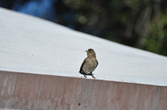 Haemorhous mexicanus