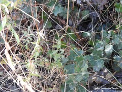 Sanguisorba verrucosa