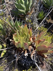 Dudleya ingens