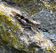 Trimerotropis saxatilis