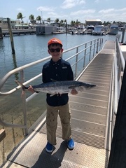 Scomberomorus cavalla