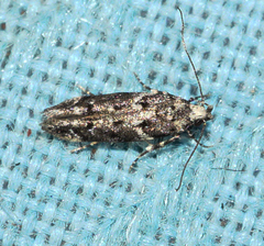 Coleotechnites coniferella