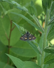 Pyrausta orphisalis