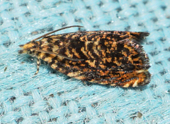 Dichrorampha leopardana
