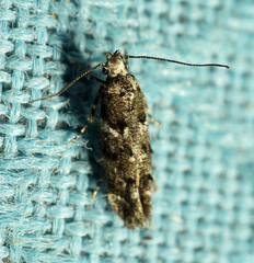 Coleotechnites coniferella