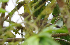 Turdus maculirostris