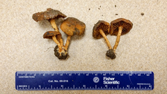 Cortinarius aureifolius