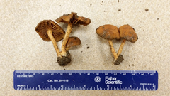 Cortinarius aureifolius