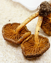 Cortinarius aureifolius