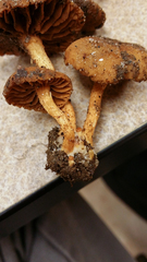 Cortinarius aureifolius