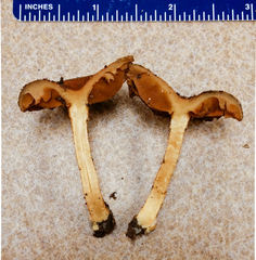 Cortinarius aureifolius