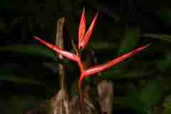 Heliconia acuminata