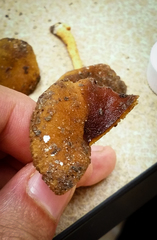 Cortinarius aureifolius