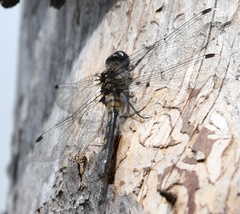 Leucorrhinia frigida