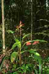 Heliconia acuminata