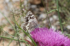 Melanargia larissa