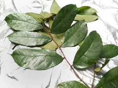 Ficus obscura