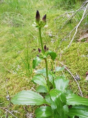Gentiana pannonica
