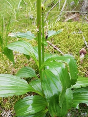 Gentiana pannonica