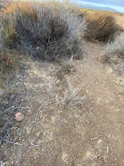Astragalus trichopodus