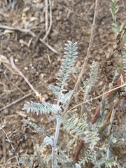 Astragalus trichopodus