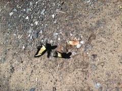 Heraclides androgeus