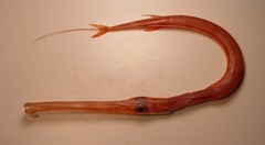 Red Cornetfish photo 3