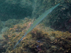 Red Cornetfish photo 5