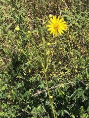 Silphium terebinthinaceum