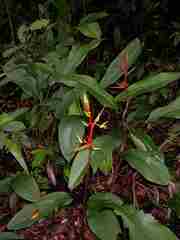 Heliconia richardiana