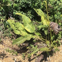 Silphium terebinthinaceum