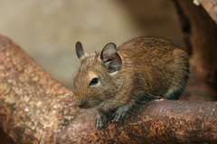 Degu photo 3
