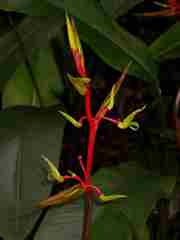 Heliconia richardiana