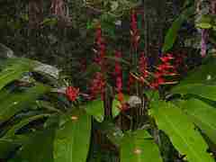 Heliconia richardiana