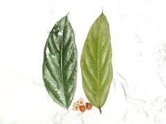Ficus parietalis