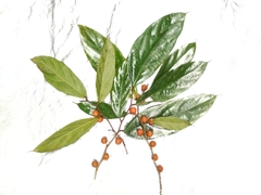 Ficus parietalis