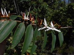 Xylopia aromatica
