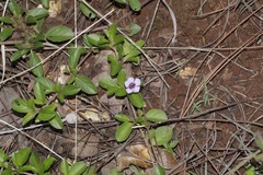 Dyschoriste microphylla