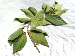 Ficus montana