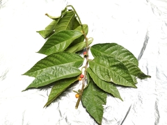 Ficus montana