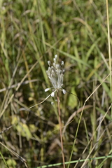 Allium podolicum