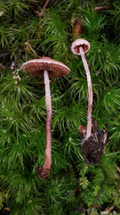 Melanophyllum haematospermum