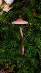 Melanophyllum haematospermum