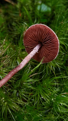 Melanophyllum haematospermum