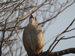 Drymodes brunneopygia