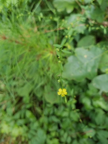 Image of Linum virginianum by no rights reserved